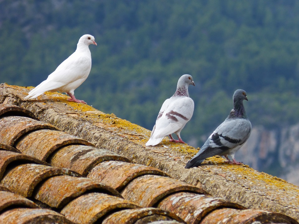 Allontanare i piccioni dal tetto