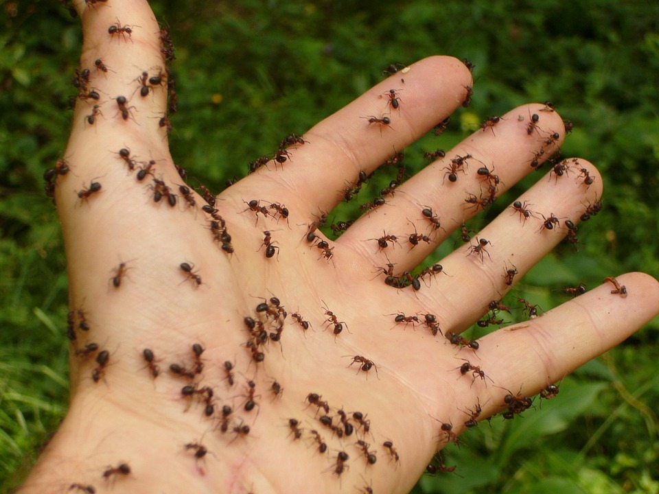 Combattere le formiche