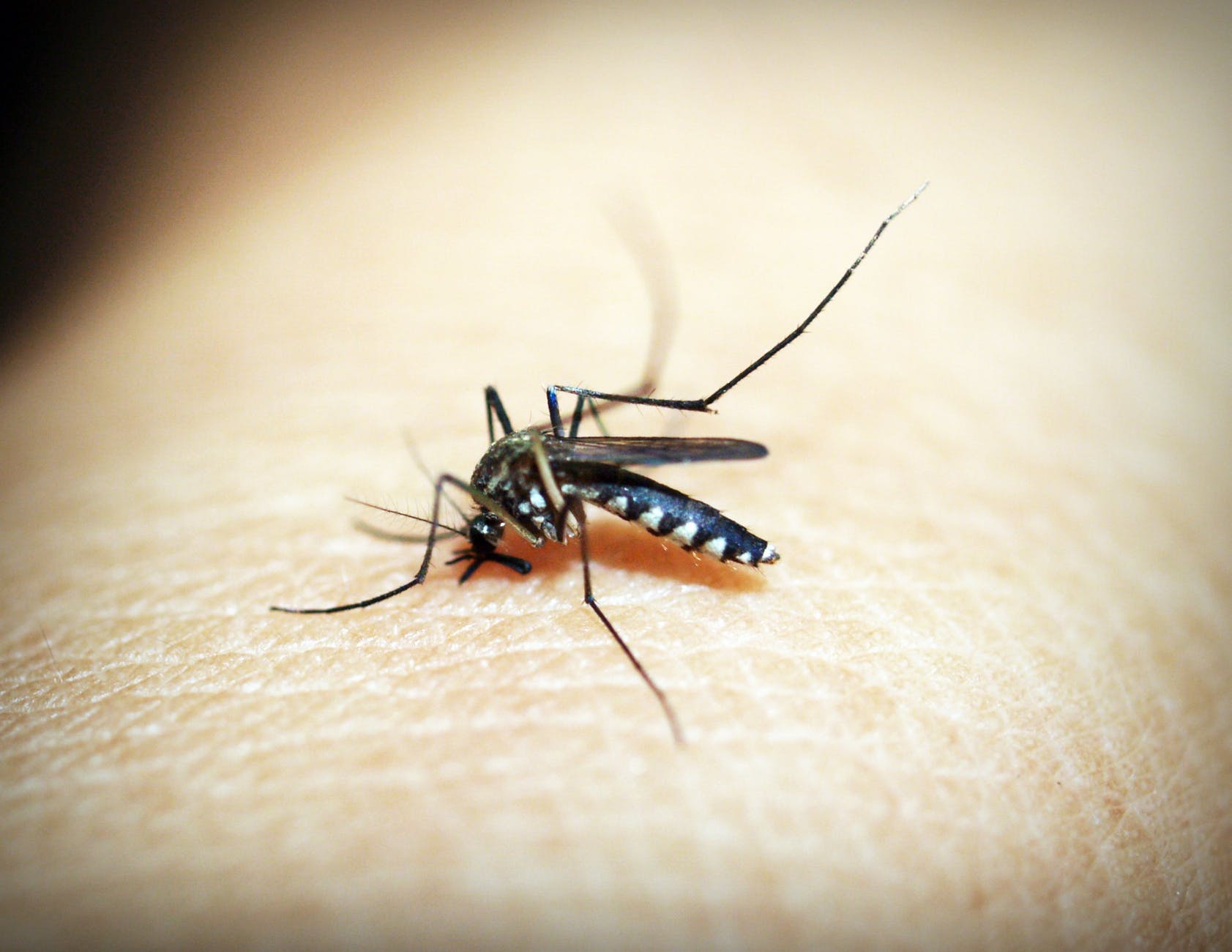Eliminare le zanzare