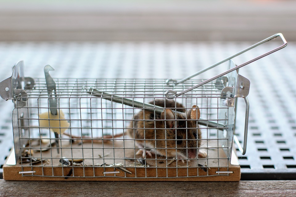 Vendita di trappole per topi