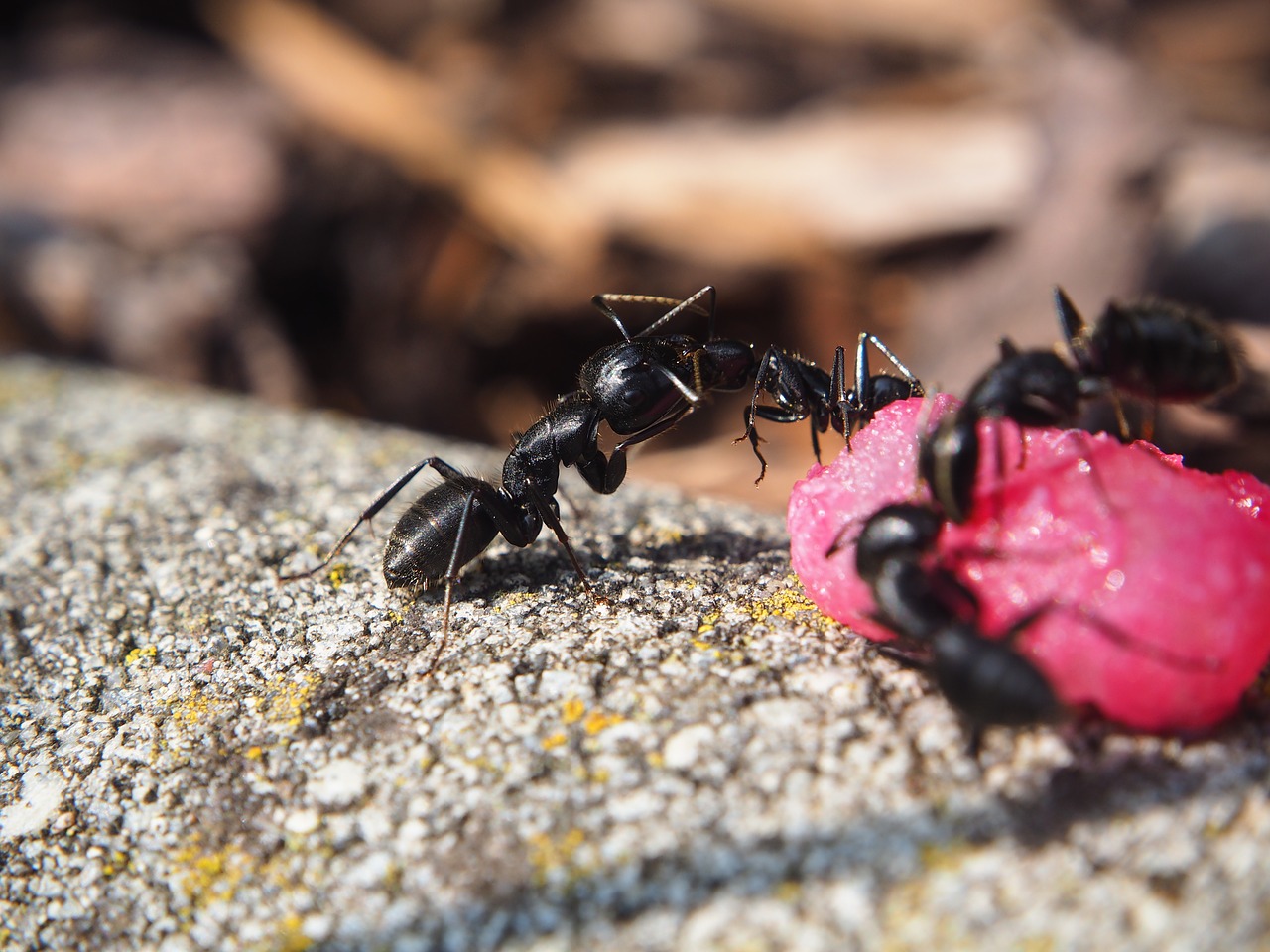 rimedi contro le formiche