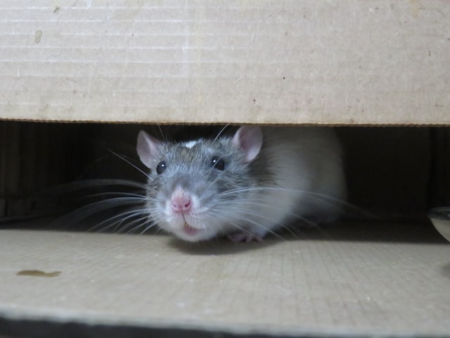 Come scacciare i topi da casa
