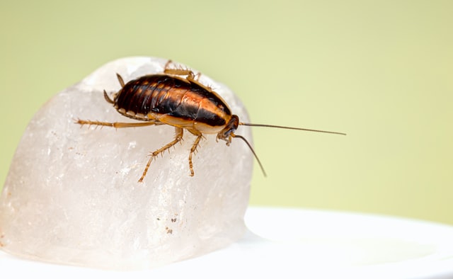 Come eliminare gli scarafaggi da casa