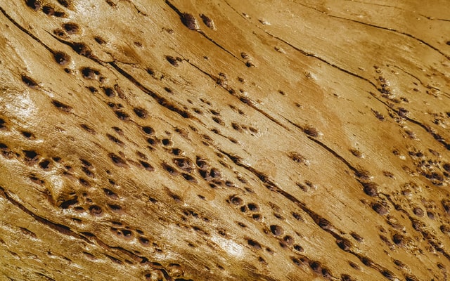 disinfestazione termiti del legno