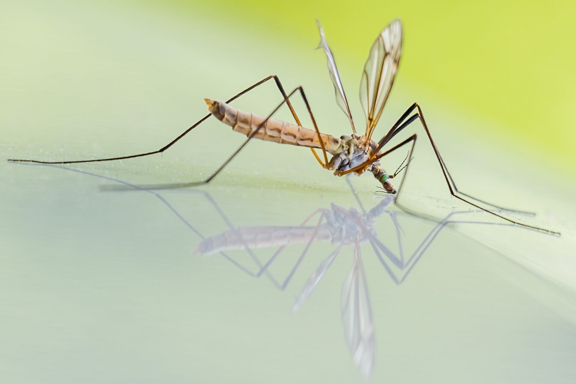 come eliminare le zanzare in casa
